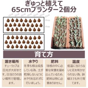 どんな花が咲くか今から春が楽しみ! チューリッ...の詳細画像5
