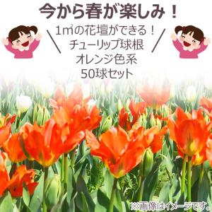 どんな花が咲くか今から春が楽しみ! チューリッ...の詳細画像1