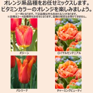 どんな花が咲くか今から春が楽しみ! チューリッ...の詳細画像2