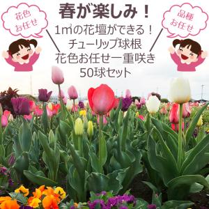 1平米の花壇ができる チューリップ球根 おまか...の詳細画像1