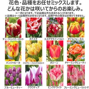 1平米の花壇ができる チューリップ球根 おまか...の詳細画像2