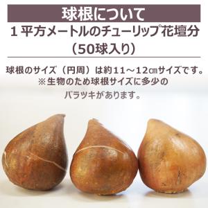 1平米の花壇ができる チューリップ球根 おまか...の詳細画像3