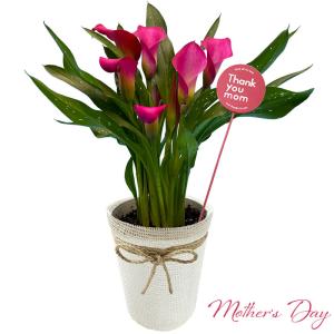 母の日 プレゼント 花 カラー 4号 ピンク　オリジナルバスケット 花　鉢花　鉢植え 5月10日 鉢花 フラワーギフト 送料無料