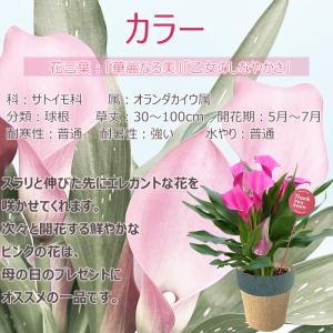 母の日 プレゼント 花 カラー 4号 ピンク ...の詳細画像1