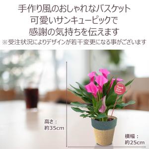 母の日 プレゼント 花 カラー 4号 ピンク ...の詳細画像2