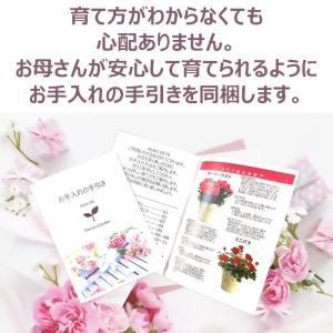 母の日 プレゼント 花 カラー 4号 ピンク ...の詳細画像3