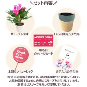 母の日 プレゼント 花 カラー 4号 ピンク ...の詳細画像4