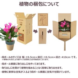 母の日 プレゼント 花 カラー 4号 ピンク ...の詳細画像5