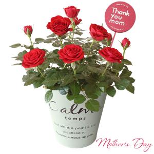 母の日 プレゼント 花 ミニバラ　5号 レッド オリジナルバスケット 花　鉢花　鉢植え　5月10日 フラワーギフト 送料無料 沖縄・離島を除く