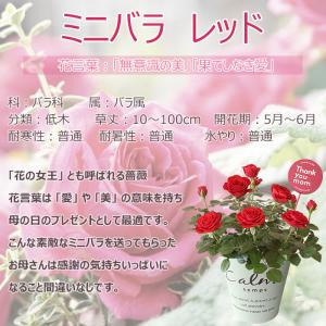 母の日 プレゼント 花 ミニバラ 5号 レッド...の詳細画像1
