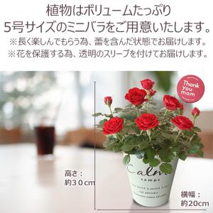 母の日 プレゼント 花 ミニバラ 5号 レッド...の詳細画像2