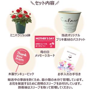母の日 プレゼント 花 ミニバラ 5号 レッド...の詳細画像4