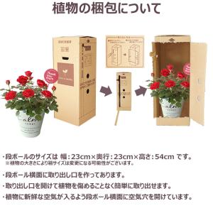 母の日 プレゼント 花 ミニバラ 5号 レッド...の詳細画像5