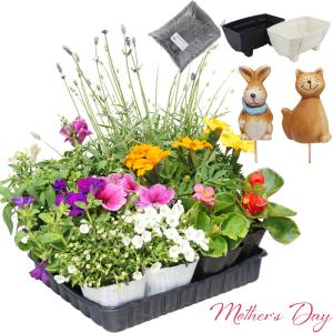 母の日 プレゼント 季節の花苗12ポット＋寄せ植えセット 花 苗 鉢花 鉢植え 5月10日 フラワーギフト 送料無料 沖縄・離島を除く