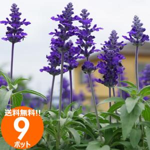 花苗 春夏 ブルーサルビア苗 花色おまかせ9ポットセット ガーデニングに最適です 送料無料 沖縄・離島を除く