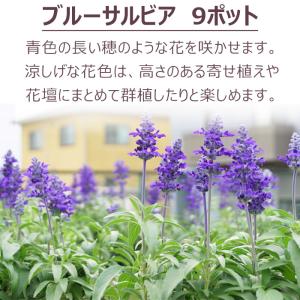 花苗 春夏 ブルーサルビア苗 花色おまかせ9ポ...の詳細画像1