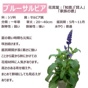 花苗 春夏 ブルーサルビア苗 花色おまかせ9ポ...の詳細画像2