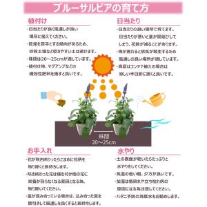 花苗 春夏 ブルーサルビア苗 花色おまかせ9ポ...の詳細画像3