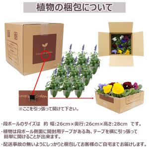 花苗 春夏 ブルーサルビア苗 花色おまかせ9ポ...の詳細画像4
