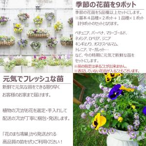花苗 春 セット 季節の花苗おまかせ9ポット ...の詳細画像2