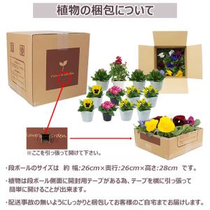 花苗 春 セット 季節の花苗おまかせ9ポット ...の詳細画像5