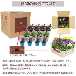 今だけ増量中!花苗 夏 セット 季節の花苗おま...の詳細画像5