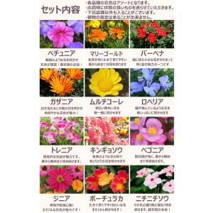 花苗 春 セット 季節の花苗おまかせ20ポット...の詳細画像3