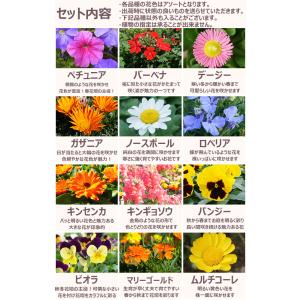 花苗 春 セット 季節の花苗おまかせ20ポット...の詳細画像3