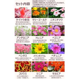 花苗 春夏 セット 季節の花苗おまかせ20ポッ...の詳細画像3