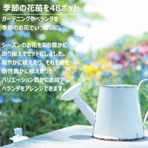 花苗 春夏セット 季節の花苗おまかせ48ポット...の詳細画像1