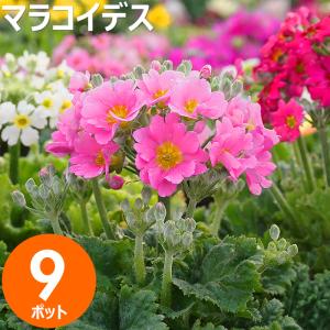 ビオラ ヌーヴェルヴァーグ ラピスラズリの苗 1株 : 植物・園芸専門店