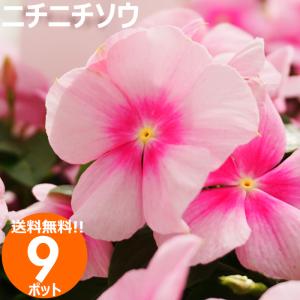 ニチニチソウ 品種 花の苗 の商品一覧 苗 花 ガーデニング 通販 Yahoo ショッピング