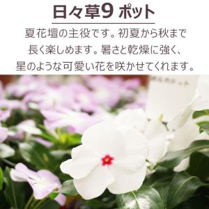 花苗 夏 ニチニチソウ 苗 花色おまかせ9ポッ...の詳細画像1