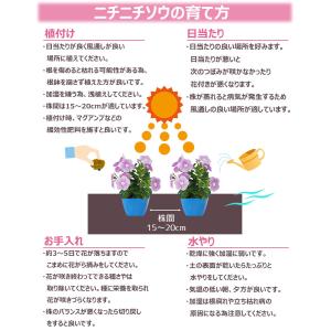 花苗 夏 ニチニチソウ 苗 花色おまかせ9ポッ...の詳細画像3