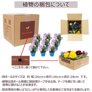 花苗 夏 ニチニチソウ 苗 花色おまかせ9ポッ...の詳細画像4