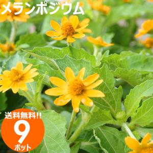 野菜の苗 わらび ワラビ 苗・種 2株入［袋詰め山菜］ : ベジタブル