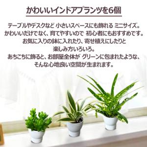 当店オープン10周年記念 インドアプランツの6...の詳細画像1
