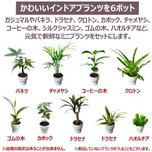 当店オープン10周年記念 インドアプランツの6...の詳細画像2