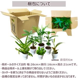 当店オープン10周年記念 インドアプランツの6...の詳細画像3