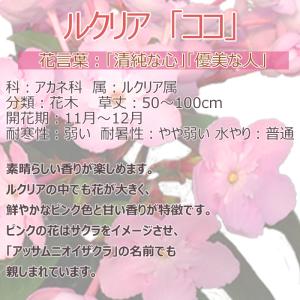 祝 敬老の日 プレゼント ギフト ルクリア コ...の詳細画像1