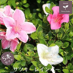庭木 低木 常緑 育てやすい 常緑樹の植木 庭木 の商品一覧 苗木 植木 花 ガーデニング 通販 Yahoo ショッピング