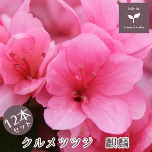 さつき 苗 大盃 （ ピンク ） 12本セット 4号ポット苗 : 苗木部 花