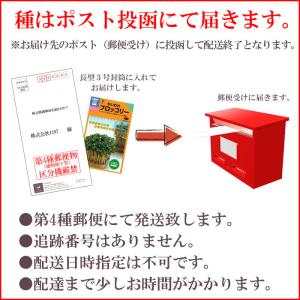スプラウト 種 豆苗(とうみょう) 話題のタネ...の詳細画像3