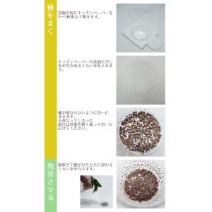 スプラウト 種 豆苗(とうみょう) 話題のタネ...の詳細画像5