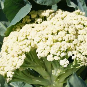 野菜のタネ カリフローレ(カリフラワー) イタ...の詳細画像2