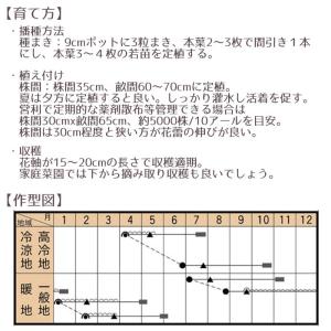 野菜のタネ カリフローレ(カリフラワー) イタ...の詳細画像3