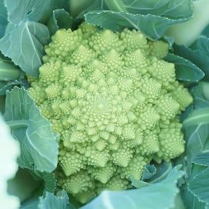 野菜のタネ ダ・ヴィンチ(カリフラワー) イタ...の詳細画像5
