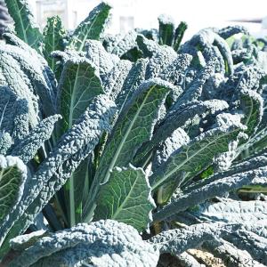 野菜のタネ カーボロネロ(キャベツ) イタリア...の詳細画像2