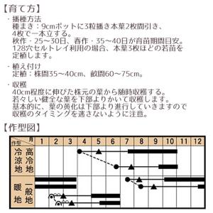 野菜のタネ カーボロネロ(キャベツ) イタリア...の詳細画像3