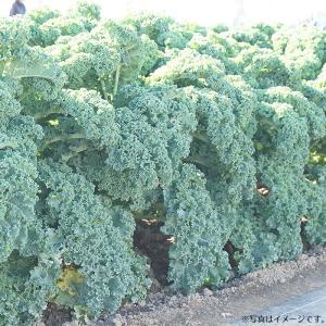 野菜のタネ カリノケール・ミスタ(ケール) イ...の詳細画像2